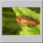 Cantharis livida - Weichkkaefer 04.jpg